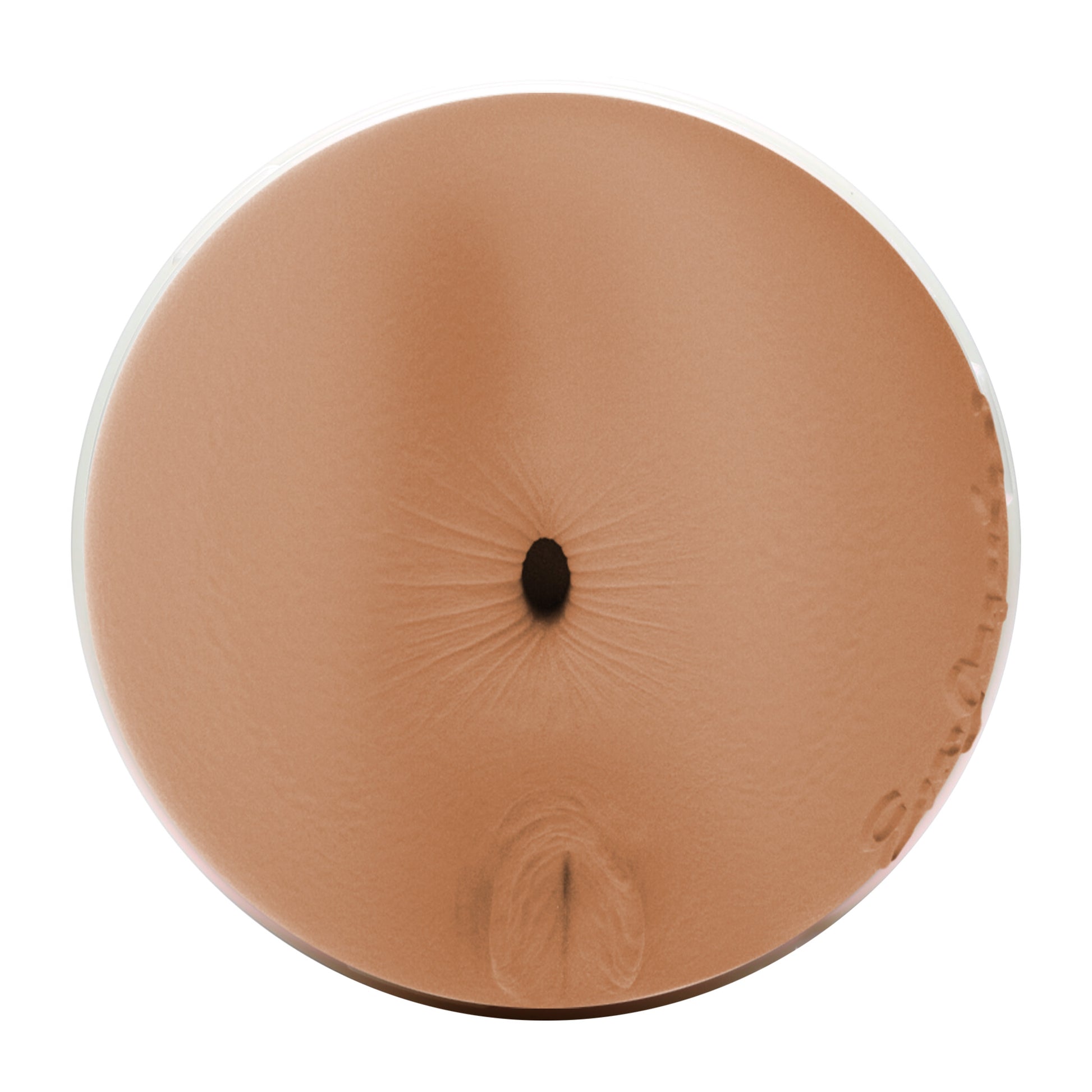 Eva Angelina Fleshlight | Official Lifelike Male Masturbator Eva Angelina Fleshlight | Official Lifelike Male Masturbator