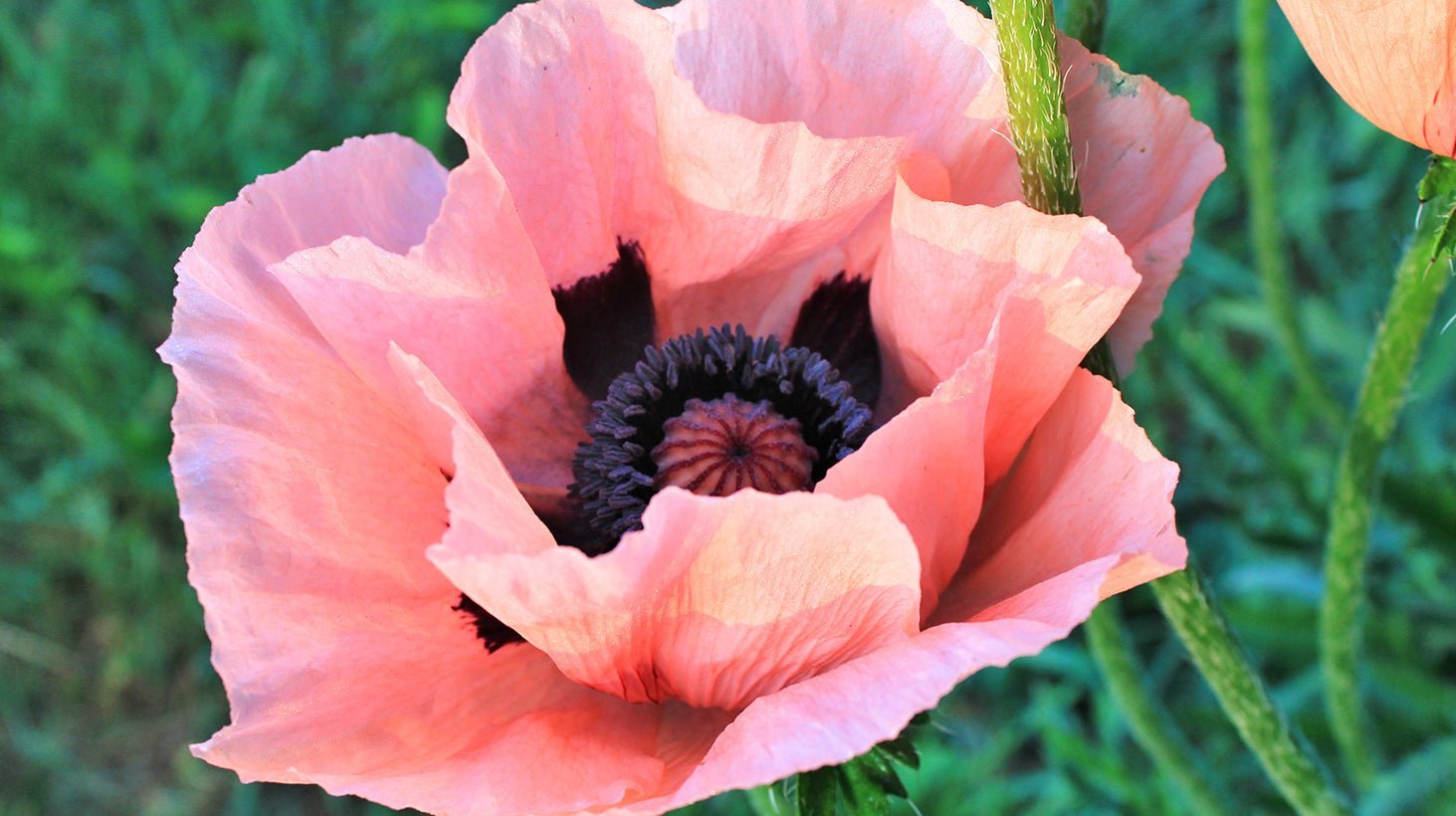 Poppy Bloom Bullet Vibrator - Fleshlight Poppy Bloom Bullet Vibrator - Fleshlight