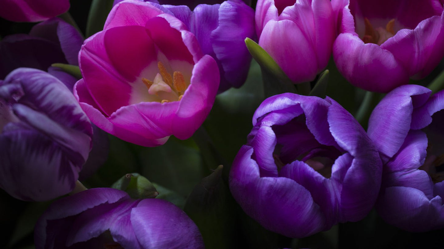 Tulip Bloom G-spot Wand Vibrator - Fleshlight
