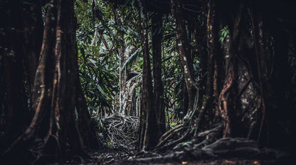 Masturbators Predator Dildo